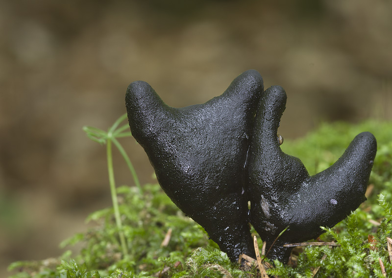 Xylaria longipes